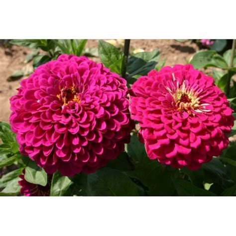 zinnia tudor